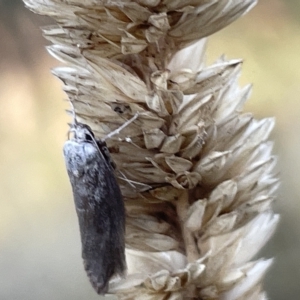 Oecophoridae (family) at Ainslie, ACT - 26 Feb 2023