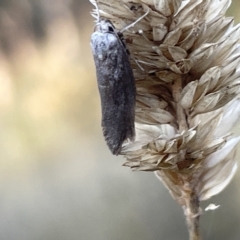 Oecophoridae (family) at Ainslie, ACT - 26 Feb 2023 06:38 PM