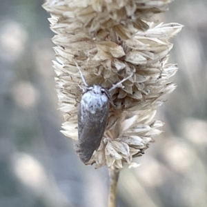 Oecophoridae (family) at Ainslie, ACT - 26 Feb 2023 06:38 PM