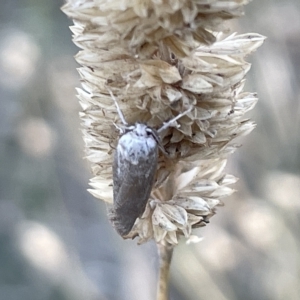 Oecophoridae (family) at Ainslie, ACT - 26 Feb 2023