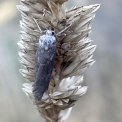 Oecophoridae (family) at Ainslie, ACT - 26 Feb 2023 06:38 PM