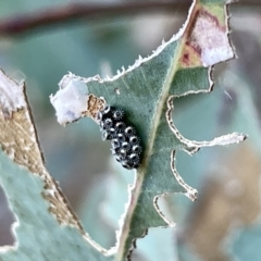 Oechalia schellenbergii (Spined Predatory Shield Bug) at Mount Ainslie - 26 Feb 2023 by Hejor1