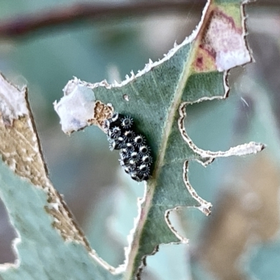 Oechalia schellenbergii (Spined Predatory Shield Bug) at Ainslie, ACT - 26 Feb 2023 by Hejor1