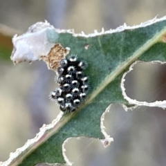 Oechalia schellenbergii at Ainslie, ACT - 26 Feb 2023