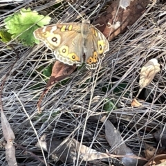 Junonia villida (Meadow Argus) at Mount Ainslie - 26 Feb 2023 by Hejor1