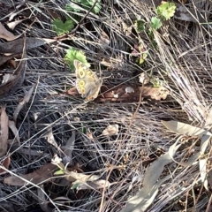 Junonia villida at Ainslie, ACT - 26 Feb 2023