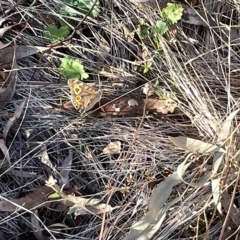 Junonia villida at Ainslie, ACT - 26 Feb 2023 06:43 PM