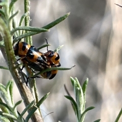 Aporocera (Aporocera) speciosa (Leaf Beetle) at Ainslie, ACT - 26 Feb 2023 by Hejor1