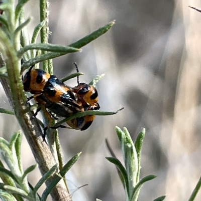 Aporocera (Aporocera) speciosa (Leaf Beetle) at Mount Ainslie - 26 Feb 2023 by Hejor1