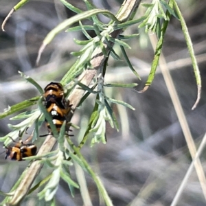 Aporocera (Aporocera) speciosa at Ainslie, ACT - 26 Feb 2023