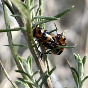 Aporocera (Aporocera) speciosa at Ainslie, ACT - 26 Feb 2023