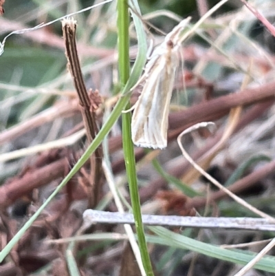 Hednota species near grammellus (Pyralid or snout moth) at Mount Ainslie - 26 Feb 2023 by Hejor1