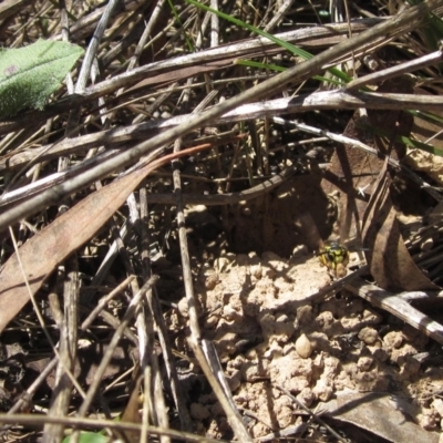 Vespula germanica (European Wasp, German Yellowjacket Wasp) at Latham, ACT - 12 Feb 2023 by pinnaCLE