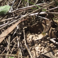 Vespula germanica (European wasp) at Latham, ACT - 12 Feb 2023 by pinnaCLE
