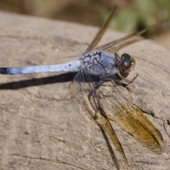 Orthetrum caledonicum (Blue Skimmer) at Uriarra Recreation Reserve - 26 Feb 2023 by KorinneM