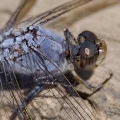 Orthetrum caledonicum at Stromlo, ACT - 26 Feb 2023