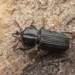 Syndesus cornutus (Stag beetle) at Cotter River, ACT - 26 Feb 2023 by living