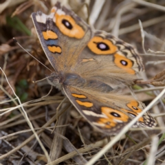 Junonia villida (Meadow Argus) at Uriarra Recreation Reserve - 26 Feb 2023 by KorinneM