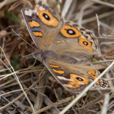 Junonia villida (Meadow Argus) at Stromlo, ACT - 26 Feb 2023 by KorinneM