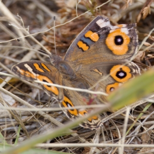 Junonia villida at Stromlo, ACT - 26 Feb 2023