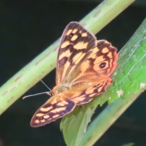 Heteronympha paradelpha at Kambah, ACT - 27 Feb 2023 02:48 PM