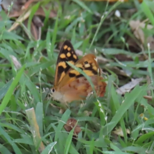 Heteronympha paradelpha at Kambah, ACT - 27 Feb 2023