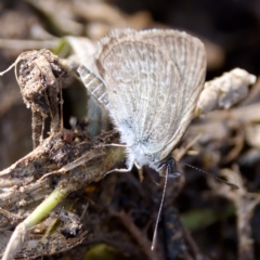 Zizina otis (Common Grass-Blue) at Uriarra Recreation Reserve - 26 Feb 2023 by KorinneM