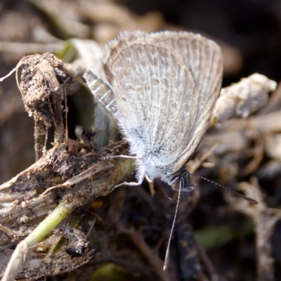 Zizina otis (Common Grass-Blue) at Stromlo, ACT - 26 Feb 2023 by KorinneM