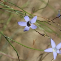 Wahlenbergia sp. (Bluebell) at Lyons, ACT - 25 Feb 2023 by ran452