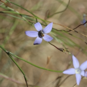 Wahlenbergia sp. at Lyons, ACT - 25 Feb 2023