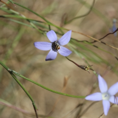 Wahlenbergia sp. (Bluebell) at Lyons, ACT - 24 Feb 2023 by ran452