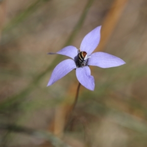 Wahlenbergia sp. at Lyons, ACT - 25 Feb 2023 12:56 AM