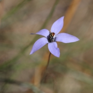 Wahlenbergia sp. at Lyons, ACT - 25 Feb 2023