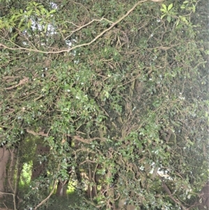 Helicia glabriflora at Robertson, NSW - suppressed