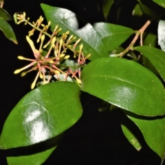 Helicia glabriflora at Robertson, NSW - 27 Feb 2023