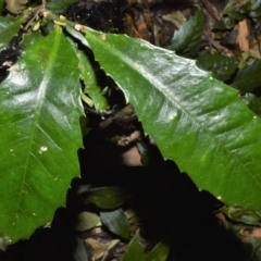 Helicia glabriflora at Robertson, NSW - suppressed