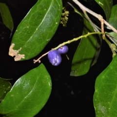 Helicia glabriflora at Robertson, NSW - 27 Feb 2023