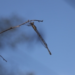 Austrolestes leda (Wandering Ringtail) at Lyons, ACT - 25 Feb 2023 by ran452