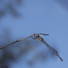 Austrolestes leda at Lyons, ACT - 25 Feb 2023