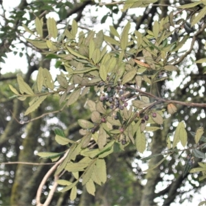 Elaeocarpus holopetalus at Robertson, NSW - 27 Feb 2023