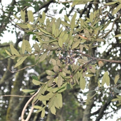 Elaeocarpus holopetalus (Black Olive Berry) at Robertson, NSW - 27 Feb 2023 by plants