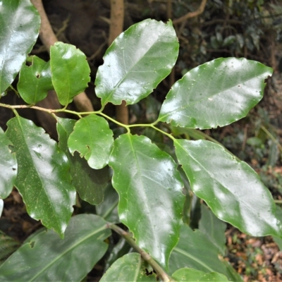 Pennantia cunninghamii (Brown Beech) at Robertson, NSW - 27 Feb 2023 by plants