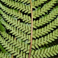 Dicksonia antarctica (Soft Treefern) at Wingecarribee Local Government Area - 27 Feb 2023 by plants