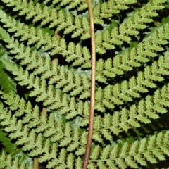 Dicksonia antarctica (Soft Treefern) at Robertson - 27 Feb 2023 by plants