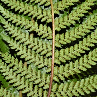 Dicksonia antarctica (Soft Treefern) at Robertson, NSW - 27 Feb 2023 by plants