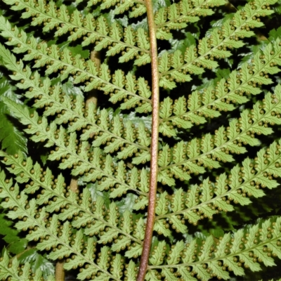 Dicksonia antarctica (Soft Treefern) at Wingecarribee Local Government Area - 27 Feb 2023 by plants