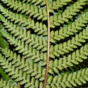 Dicksonia antarctica at Robertson, NSW - 27 Feb 2023