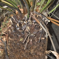 Dicksonia antarctica at Robertson, NSW - 27 Feb 2023