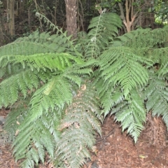 Dicksonia antarctica at Robertson, NSW - 27 Feb 2023