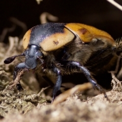 Chondropyga dorsalis (Cowboy beetle) at Uriarra Recreation Reserve - 26 Feb 2023 by KorinneM